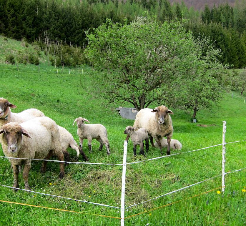 Romantische Ferienhuette Nationalpark Kalkalpen, Sonnig, 2 Schlafzimmer, Wlan Kleinreifling Eksteriør billede